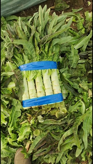 宿州红尖叶莴笋大量有货
