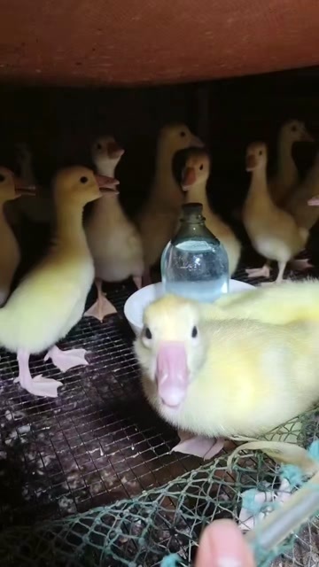 昆明脱温三花鹅