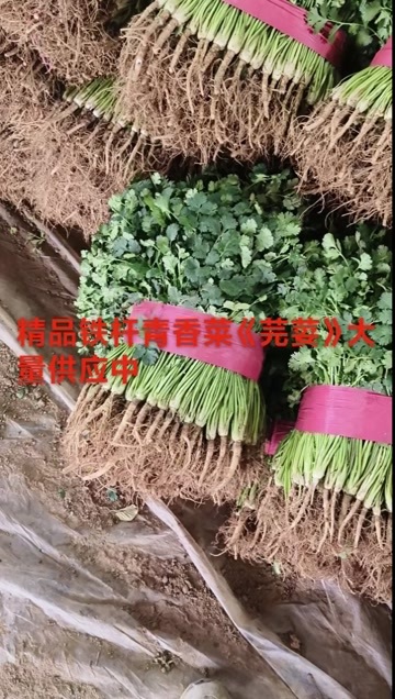铁杆青香菜《芫荽》