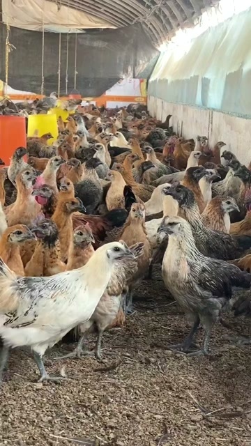昆明脱温麻羽绿壳蛋鸡1斤左右