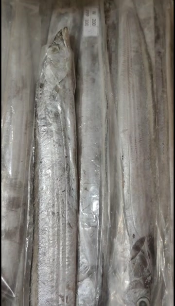 A级，B级钓带，舟山干冰带鱼，船冻及时，全规格价格优