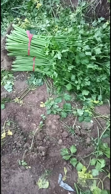 高青县桓台姬桥芹菜学名笨芹菜。