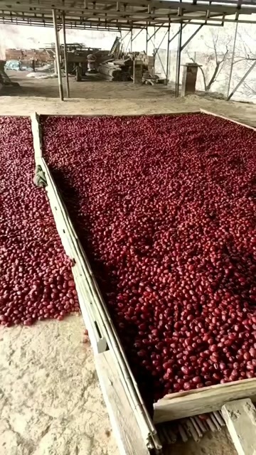 临县大量出售山西吕梁黄河滩枣，有意者联系