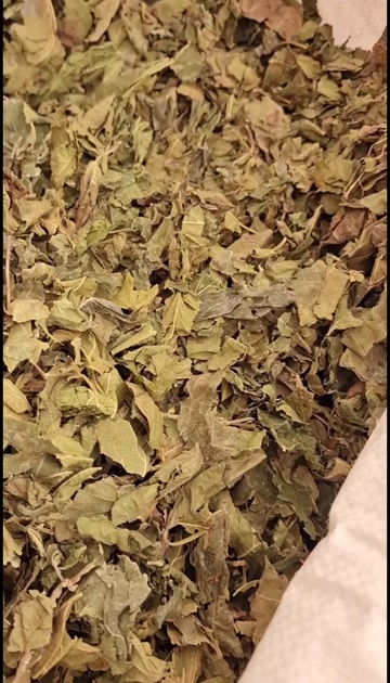 桑叶 无硫熏天然晒干  量大从优