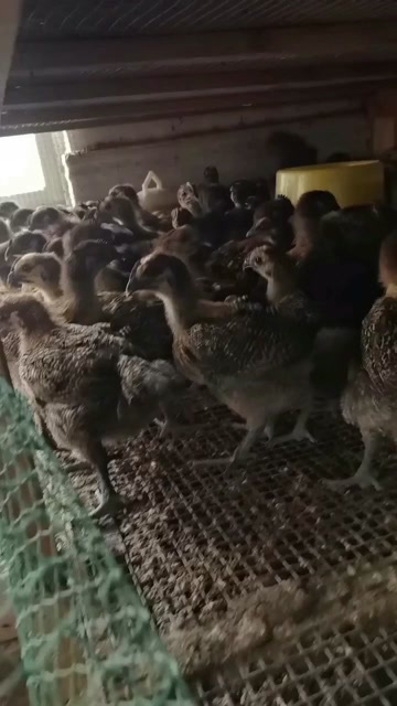 昆明快大乌鸡