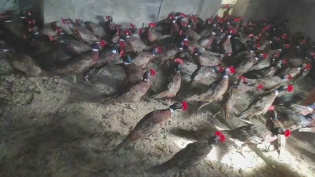 成年七彩山鸡公