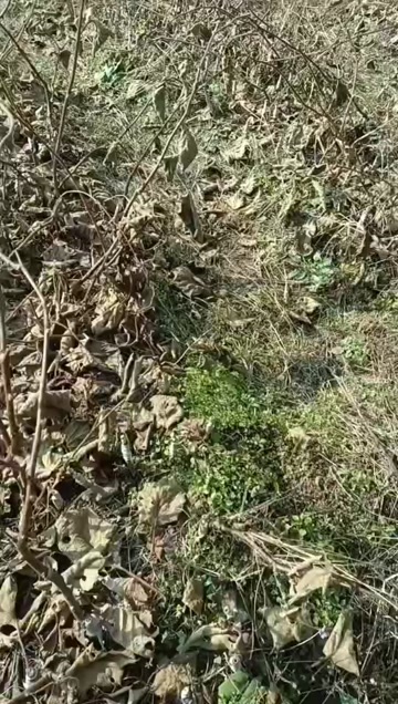 永顺县徐香猕猴桃苗