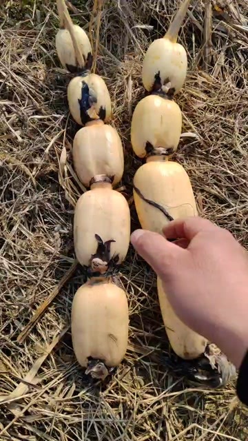沭阳县粉藕