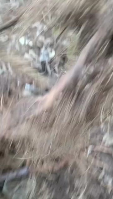 永顺县东红猕猴桃苗
