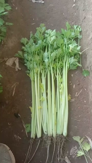 凌海市东北大棚香芹大量现货，拔根，割根均可