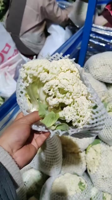 通许县精品有机花