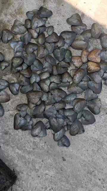 无为市褶纹冠蚌