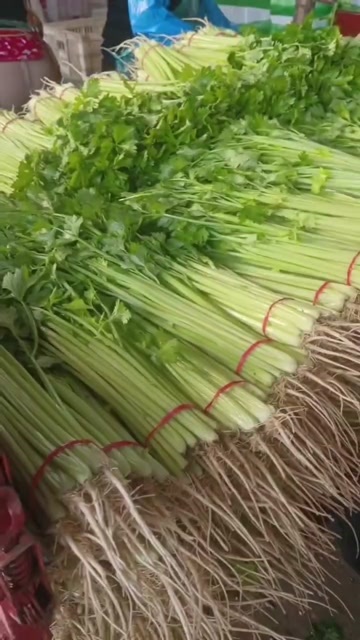 阳谷县新鲜香芹 直供 香味浓郁 来自山东聊城阳谷县 质量优