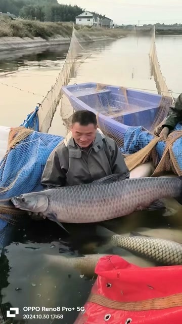 云南本地鲜活水库青鱼直供