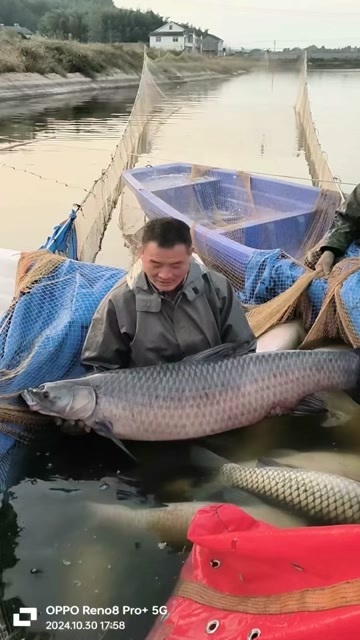 宜良县云南本地鲜活水库青鱼直供