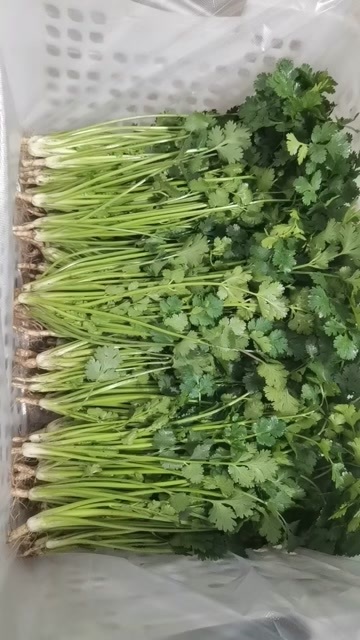 唐山唐山铁杆青香菜