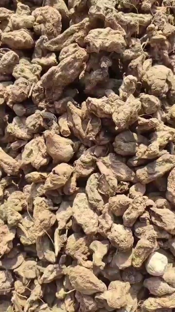 合水县洋姜干货