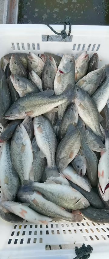 宜良县云南本地鲜活水库鲈鱼直供