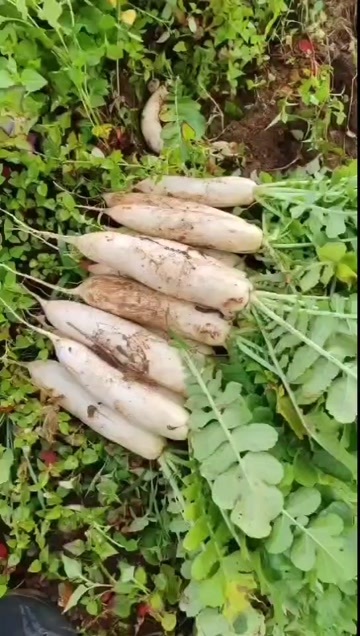陆良县白萝卜