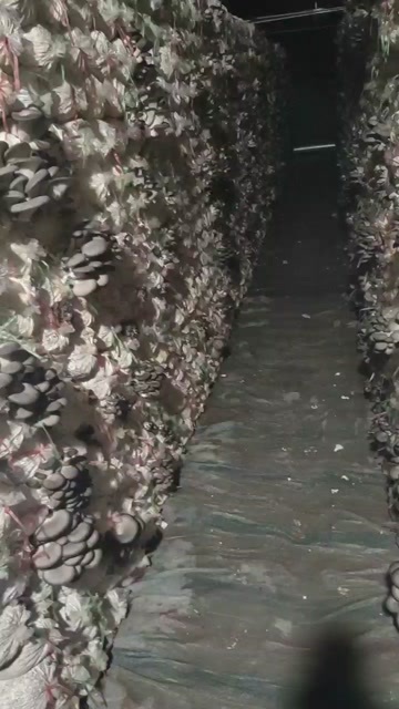 齐齐哈尔慈菇