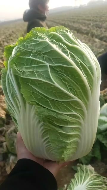 新野县矮白菜