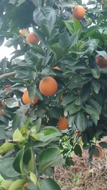 屏山县橙子