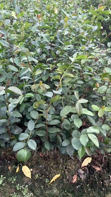 油茶苗