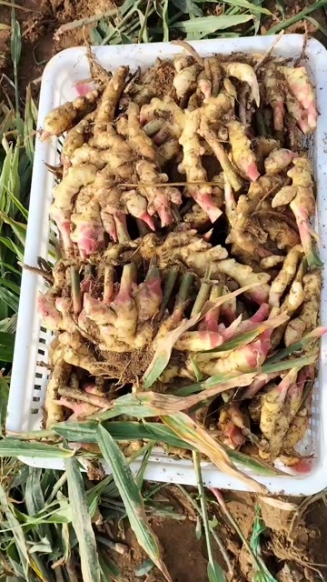莒县生姜 面姜，大黄姜，
