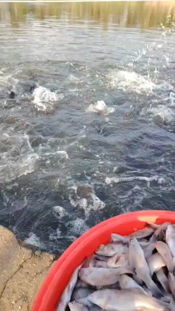 儋州市海水青斑，1.5斤/条以上