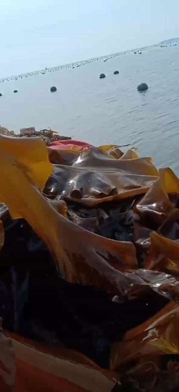 大连大连金州区新鲜海带苗 水产藻类优质供应 海洋风味特色产品