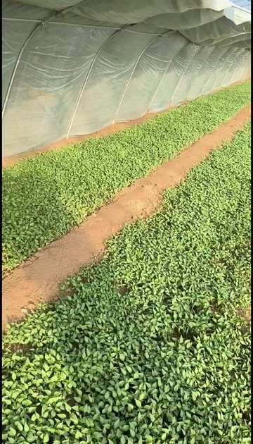 宿州辣椒苗