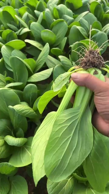 南通南通新鲜小白菜上海青 绿色健康蔬菜 直供优质食材