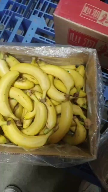 太仓市单根一级香蕉，适合各种公司食堂