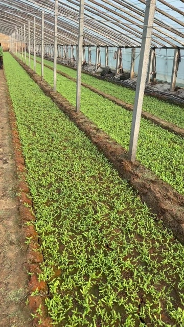 寿光市大量茼蒿