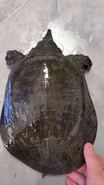 嘉鱼县仿黑花甲鱼