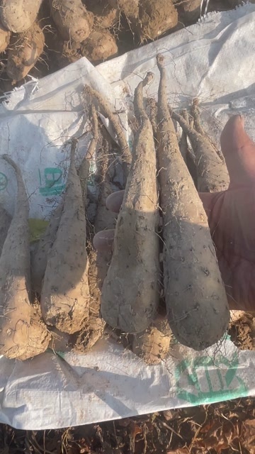 封丘县卢土地精品白玉豆苗，