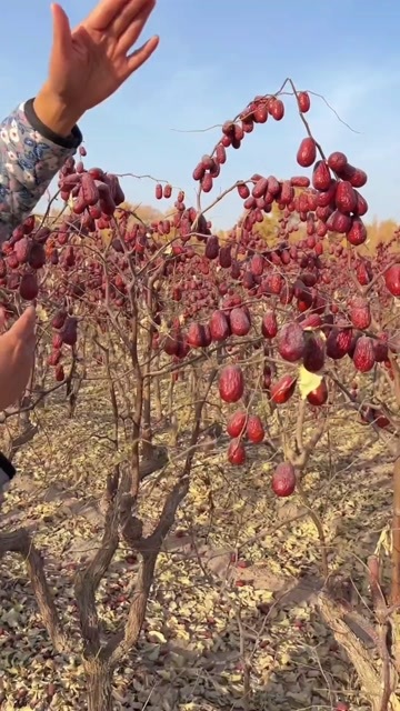 许昌和田大枣新疆天然红枣软糯香甜超大粒俊枣干果团购批发