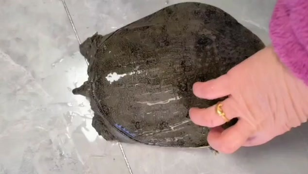 嘉鱼县仿黑花甲鱼