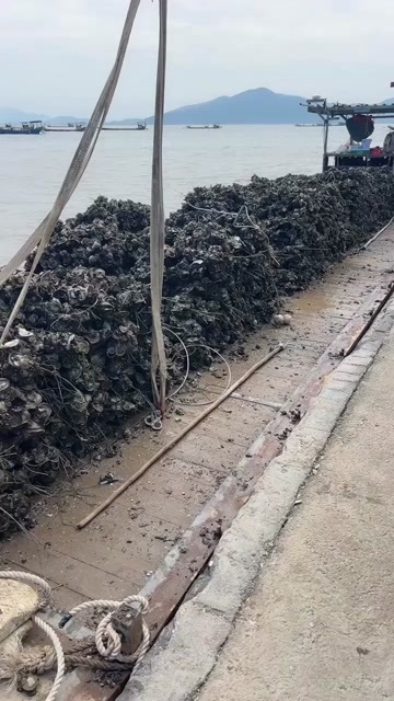 江门江门蓬江鲜活生蚝整车发货带壳水产贝类产地直供技术支持
