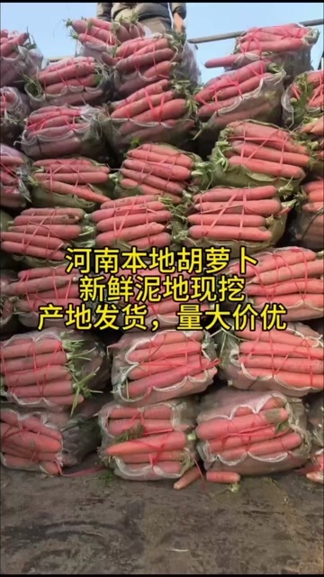 襄城县河南本地胡萝卜产地直销，条形好个头均匀，颜色纯正