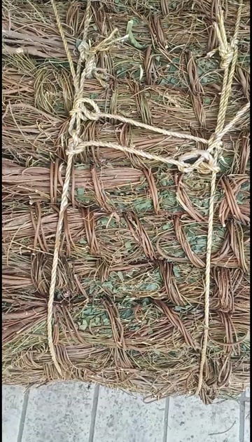 玉林大叶长扎大根鸡骨草