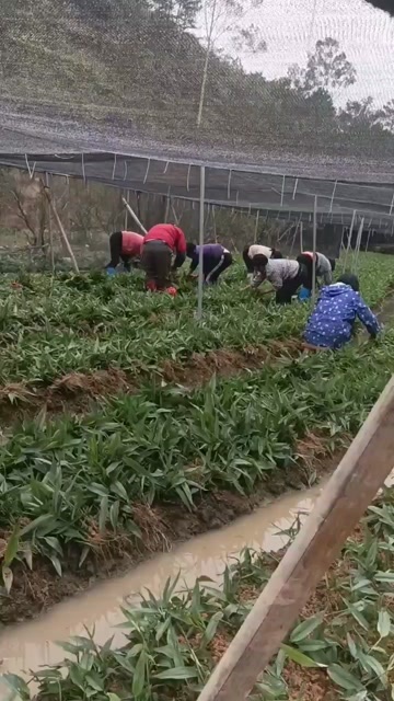 信宜市益智苗