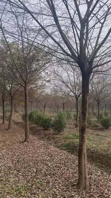 南京朴树18公分20公分22公分，目前朴树行情分析