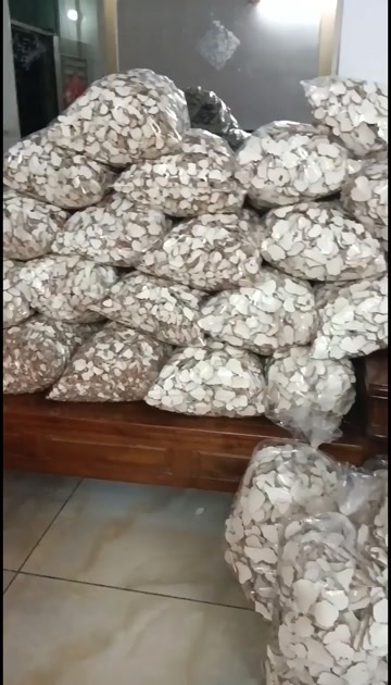 定安县虎乳灵芝片，肉质细腻光滑，密度高！