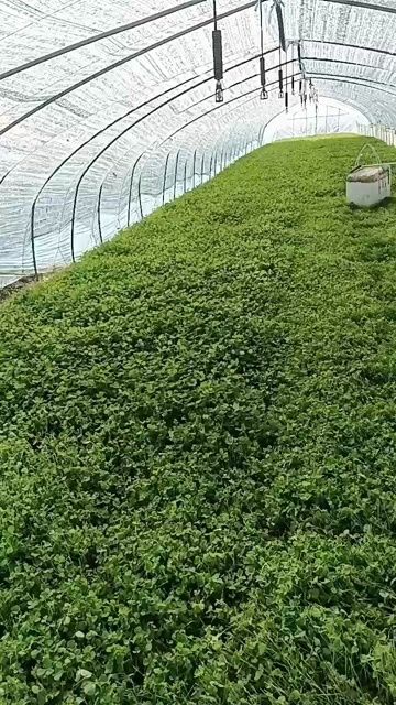 上海金花菜