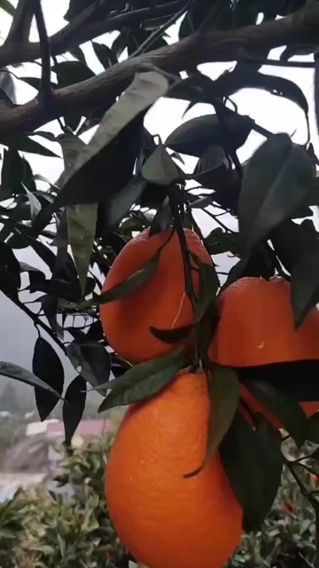 苍溪县丿弋（
