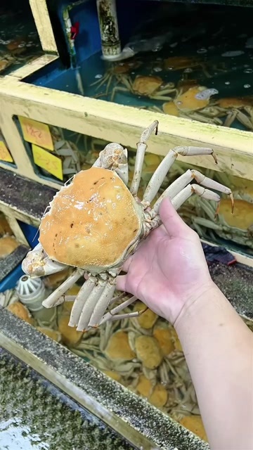 上海雪蟹