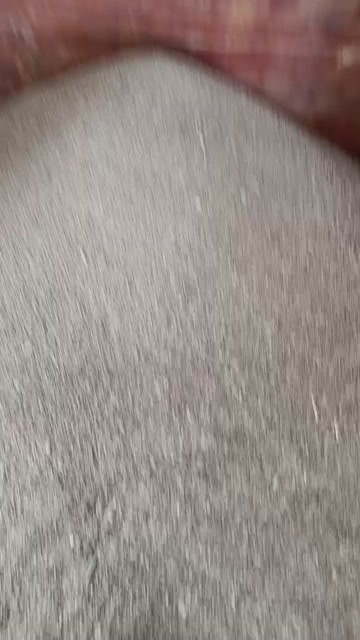 临泉县高粱