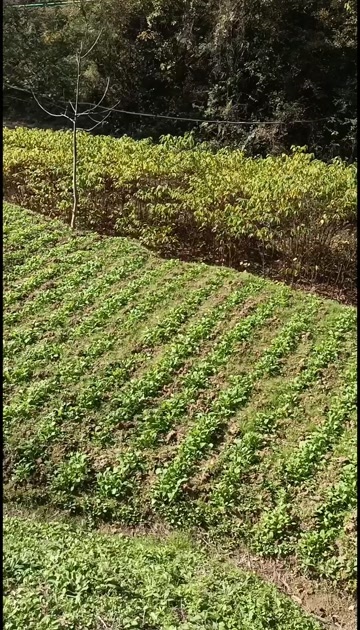 宁强县拐枣苗