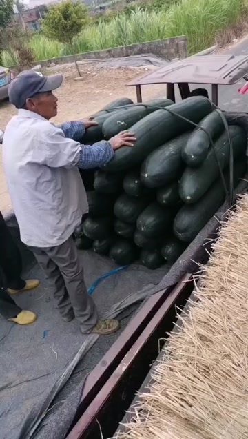 合浦县黑皮大冬瓜